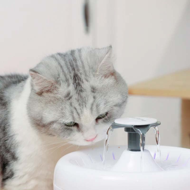 Fontaine AmiCura A2 - fontaine pour chats