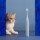 Toothbrush Xiaomi Oclean F1 Sky Blue - Item9