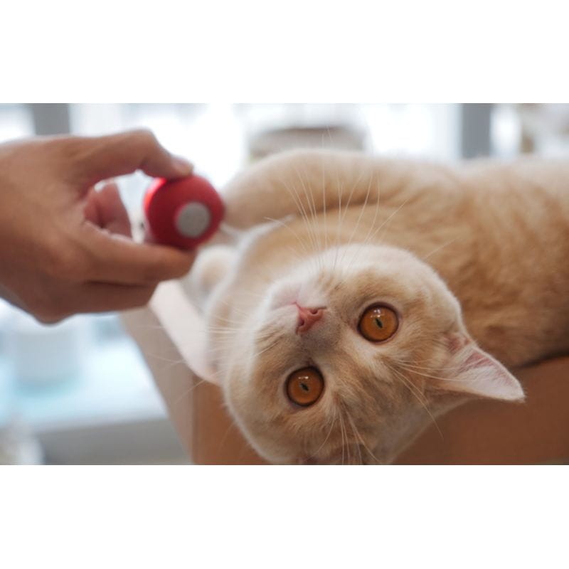 Cheerble M1 Bola vermelha interactiva para gatos - Brinquedo para animais de estimação - Item4