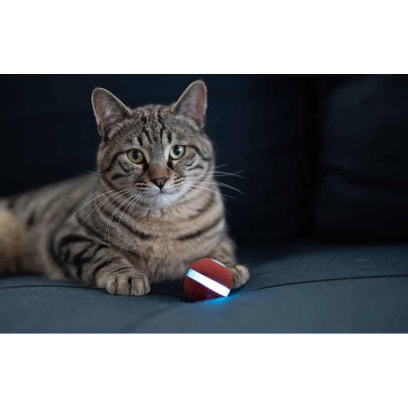 Cheerble M1 Bola vermelha interactiva para gatos - Brinquedo para animais de estimação - Item5