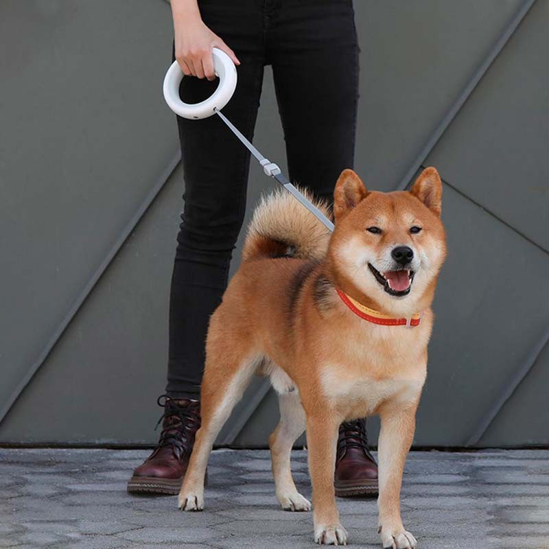 moestar dog leash