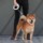 Laisse pour Chien Xiaomi Moestar Leash 2 - Ítem8
