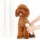 Máquina de cortar cabelo para animais de estimação Xiaomi Pawbby 2000mAh - Item1