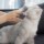 Escova para Animais de Estimação Xiaomi Pawbby One-Handed - Item3