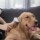 Escova para Animais de Estimação Xiaomi Pawbby One-Handed - Item4