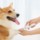 Lima para Animais de Estimação Xiaomi Pawbby - Item3