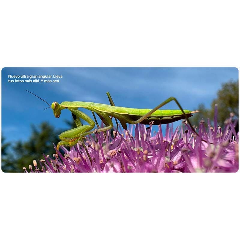 Macro de una mantis verde sobre flor púrpura con fondo azul y bokeh, demostrando gran angular y colores vivos del iPhone 16 5G 128GB Azul Ultramar Renovado