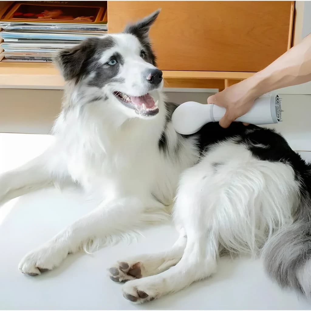 Sèche-poils Daewoo Universel (chiens et chats) Gris Blanc D-PF017, en utilisation: main séchant le dos d'un border collie