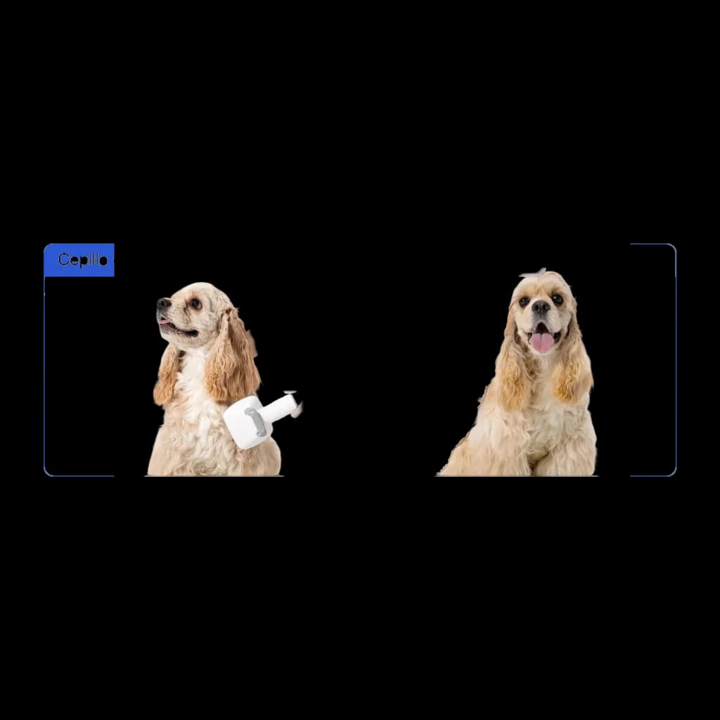 Kit de aseo Neakasa P0 Pro Blanco, antes y después: cepillo blanco usado en cocker spaniel, pelaje más liso