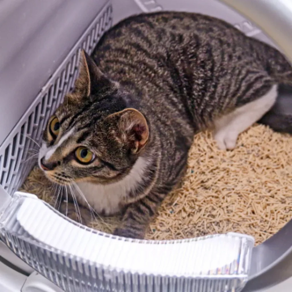 Vista frontal do Orbitaler Yupiter AstroClean 6700 Smart Litter Ultra Compact com gato visto de frente e smartphone com aplicação compatível - Item3