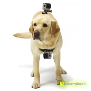 accesorio para perros y cámara, accesorio cámara perros, accesorios cámara mascotas, accesorio cámara arnés para mascotas, arnés para mascotas, arnés fetch para mascotas