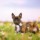 Localizador GPS de cães Tractive - Item4