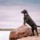 Localizador GPS de cães Tractive - Item5