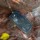Ulefone Armor 11 5G 256GB/8GB - Item8
