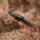 Umidigi Bison X10 4GB/64GB Black - Item3
